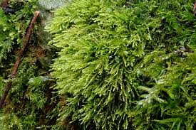 Attēlu rezultāti vaicājumam “Dicranella staphylina”