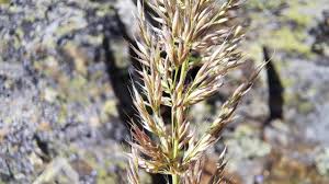 Attēlu rezultāti vaicājumam “Calamagrostis arundinacea leaf”