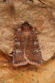 Attēlu rezultāti vaicājumam “Cerastis leucographa”