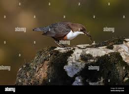 Attēlu rezultāti vaicājumam “Cinclus cinclus adult”