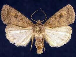 Attēlu rezultāti vaicājumam “Caradrina morpheus”