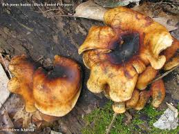 Attēlu rezultāti vaicājumam “Polyporus badius”