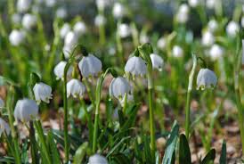 Attēlu rezultāti vaicājumam “Leucojum vernum var. carpathicum flower”