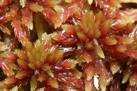 Attēlu rezultāti vaicājumam “Sphagnum russowii”