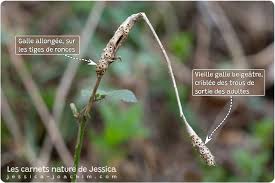 Attēlu rezultāti vaicājumam “Diastrophus rubi”