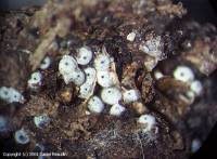 Attēlu rezultāti vaicājumam “Lasiosphaeria ovina spores”