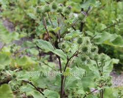 Attēlu rezultāti vaicājumam “Arctium lappa”