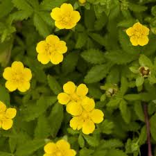 Attēlu rezultāti vaicājumam “Potentilla reptans flower”