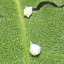 Attēlu rezultāti vaicājumam “Paidiscura pallens”