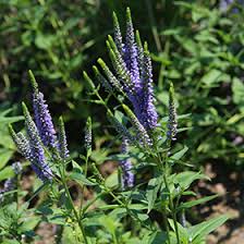 Attēlu rezultāti vaicājumam “Veronica longifolia flower”