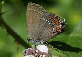 Attēlu rezultāti vaicājumam “Satyrium ilicis underside”