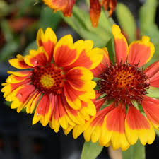 Image result for Gaillardia `Kobold`