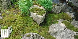 Attēlu rezultāti vaicājumam “moss”