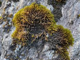 Attēlu rezultāti vaicājumam “Racomitrium heterostichum”