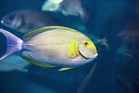 Image result for Acanthurus xanthopterus