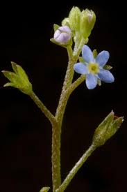 Attēlu rezultāti vaicājumam “Myosotis laxa subsp. baltica”