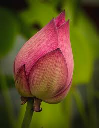 Attēlu rezultāti vaicājumam “Lotus sp. bud”