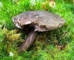 Attēlu rezultāti vaicājumam “Porphyrellus porphyrosporus”