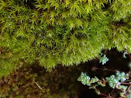 Attēlu rezultāti vaicājumam “Hymenostylium recurvirostrum macro”