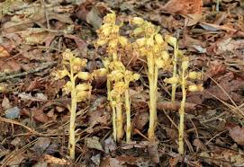 Attēlu rezultāti vaicājumam “Monotropa hypopitys”
