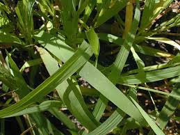 Attēlu rezultāti vaicājumam “Digitaria ischaemum leaf”