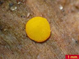 Attēlu rezultāti vaicājumam “Miladina lecithina”