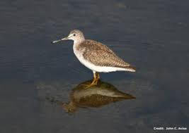 Image result for Tringa melanoleuca