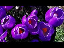 Attēlu rezultāti vaicājumam “Crocus vernus subsp. vernus flower”