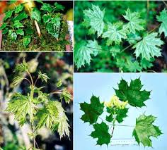 Attēlu rezultāti vaicājumam “Acer platanoides leaf”