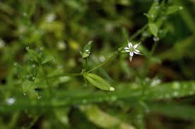 Attēlu rezultāti vaicājumam “Stellaria uliginosa”