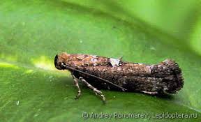 Attēlu rezultāti vaicājumam “Acrolepiopsis assectella”