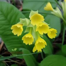 Attēlu rezultāti vaicājumam “Primula veris flower”