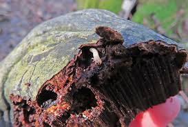 Attēlu rezultāti vaicājumam “Bolitophagus reticulatus larva”