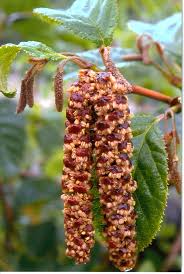Attēlu rezultāti vaicājumam “Alnus”