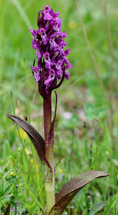 Attēlu rezultāti vaicājumam “Dactylorhiza cruenta flower”