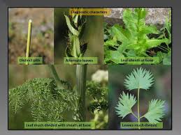 Attēlu rezultāti vaicājumam “Umbelliferae”