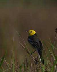 Attēlu rezultāti vaicājumam “Motacilla citreola”