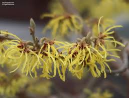 Attēlu rezultāti vaicājumam “Hamamelis mollis”