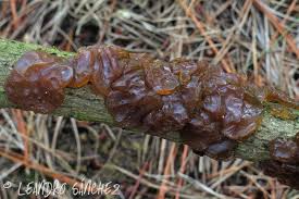 Attēlu rezultāti vaicājumam “Exidia saccharina”