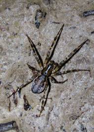 Attēlu rezultāti vaicājumam “Neriene montana”