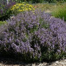 Attēlu rezultāti vaicājumam “Salvia officinalis”