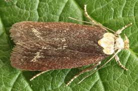 Attēlu rezultāti vaicājumam “Depressaria depressana”