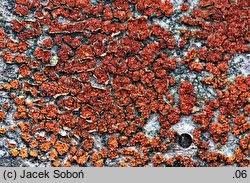 Attēlu rezultāti vaicājumam “Neonectria coccinea”