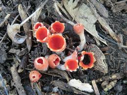 Attēlu rezultāti vaicājumam “Microstoma protracta”