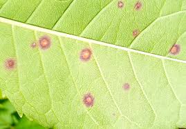 Attēlu rezultāti vaicājumam “Mycosphaerella millegrana”