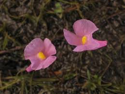 Image result for Utricularia
