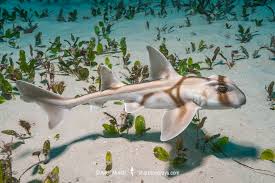 Image result for Heterodontus portusjacksoni