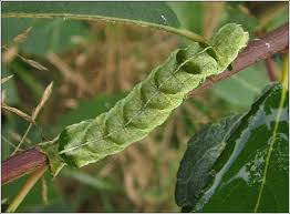 Attēlu rezultāti vaicājumam “Melanchra persicariae”