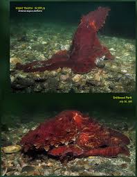 Image result for Enteroctopus dofleini