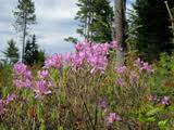 Attēlu rezultāti vaicājumam “Rhododendron canadense flower”